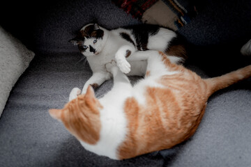 gato blanco y negro con ojos azules acostado en un sofá, juega con otro gato