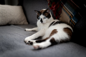 gato blanco y negro con ojos azules acostado en el sofa