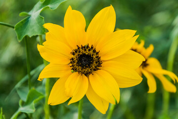 A sunflower closeup