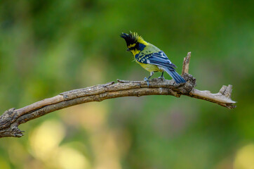 Birds of Himalaya, Himalayan Black-Lored Tit