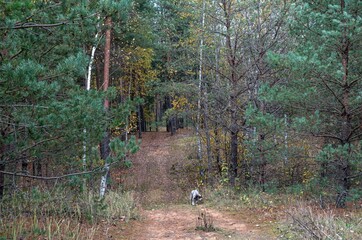 pine forest on a warm autumn day