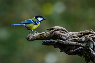 Coal Tit, Birds of Himalaya