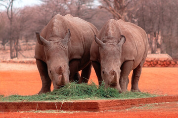  Wild african animals. Portrait of two bull white Rhinos eating grass in  National park, Namibia.