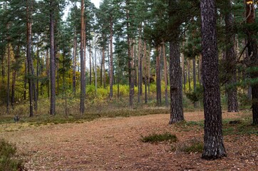 pine forest on a warm autumn day
