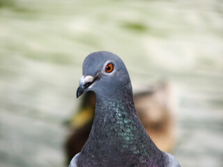 Close-up of a pigeon head summer day