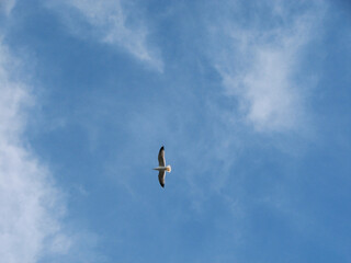 Loney pigeon in the sky in the summer day