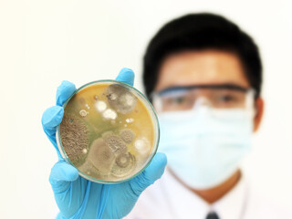 The scientist is holding Petri dish plate with Malt Extract Agar use for growth media to isolate...