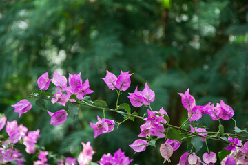 Bougainvillea Glabra plant of the Nyctaginaceae family, from Brazil