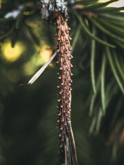 close up of a cactus