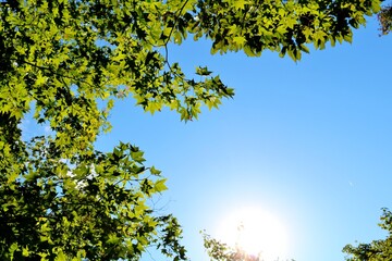 秋の日　もみじ　太陽　風景