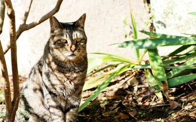 凛としたサビネコ　秋の陽ざしのもとで