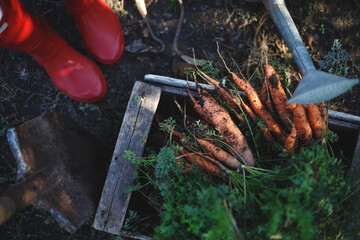 a harvesting carrots