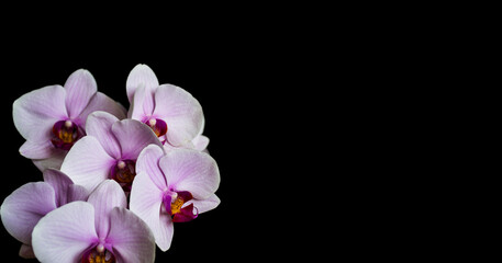 Naklejka na ściany i meble Pink Phalaenopsis flower on black background. Home grown natural orchid in bloom.