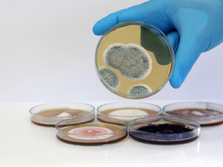The doctor is holding Petri dish with Malt Extract Agar  (MEA) use for growth media to isolate and cultivate yeasts, molds and fungal Penicillium testing in medical health laboratory analysis disease.