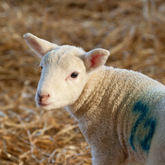 Fototapeta premium New born Lleyn lamb at lambing time, United Kingdom