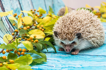 African hedgehog on a blue background