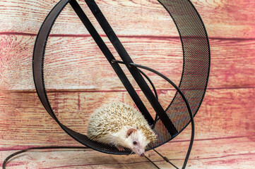 Care and maintenance of African hedgehogs in the apartment. The hedgehog runs in the wheel.
