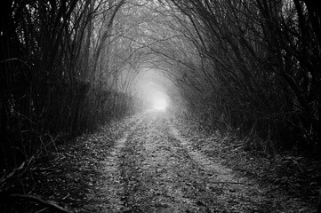 droga w lesie otoczona tunelem drzew czarno biała