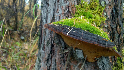 Wood fungus on larch in moss