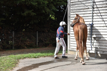 douche du cheval de course après la compétition