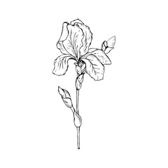 The flower of the iris. illustration on a white background. Sketching.
