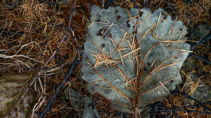Fallen leaf and larch needles close up