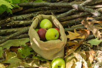 Red and green apples in a bag on autumn leaves.