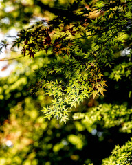 紅葉