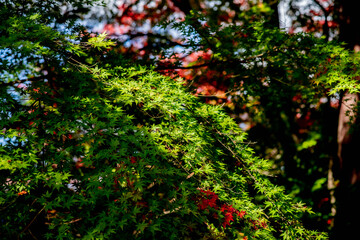 紅葉
