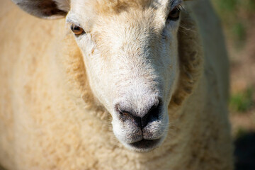 羊の顔面アップ