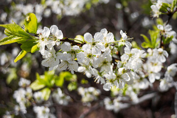 Beautiful spring blossoming plum tree