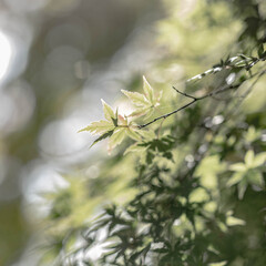 紅葉
