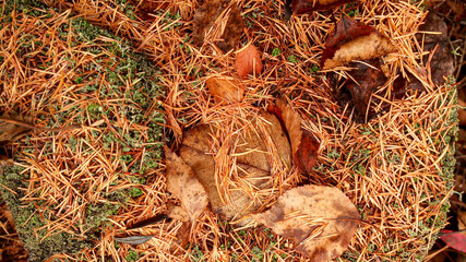 Autumn, leaves, green moss close-up