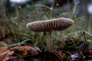 mushroom in the forest
