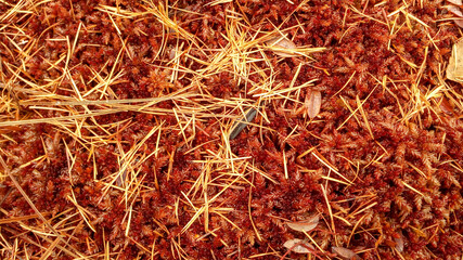 red moss Sphagnum close up