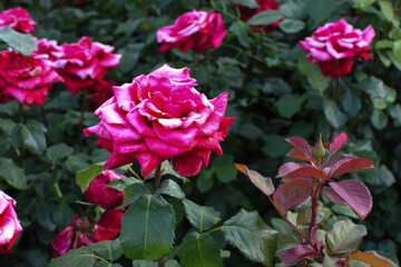 Fototapeta na wymiar Close - up of a rose in the garden