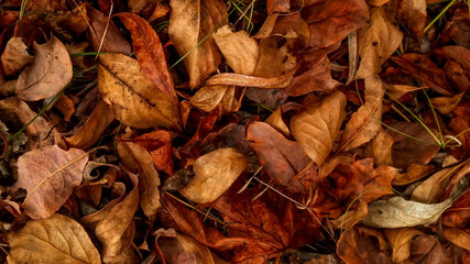 the leaves of bird cherry in the autumn fallen leaves 