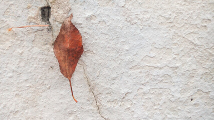 autumn leaves against a white cracked wall
