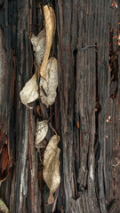 rotten wood and leaves texture