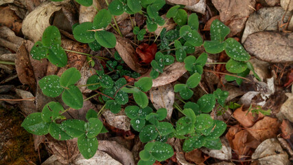 Green clover in fallen autumn leaves