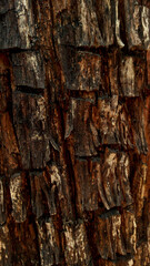 Texture of an old decrepit tree close-up