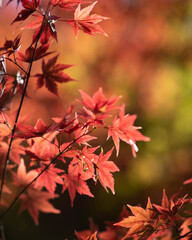 紅葉