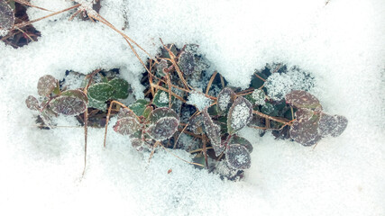 Autumn leaves under the snow