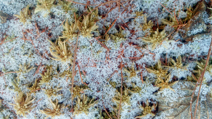 Green moss and snow close up