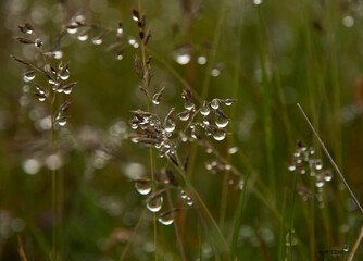 autumn, water droplets on flower, water droplets