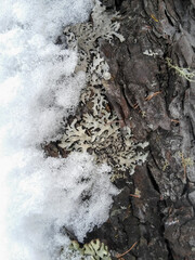 The bark of the larch half in the snow