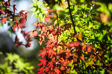 紅葉