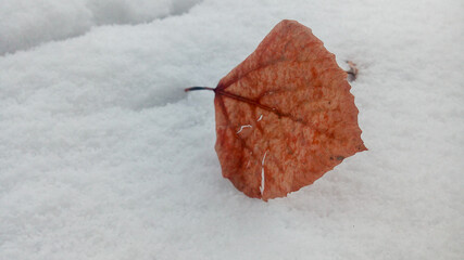 Autumn leaf in the snow