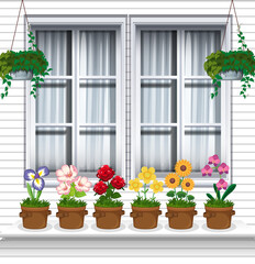 Fototapeta na wymiar Flower plants near window