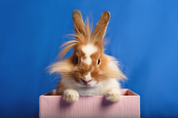 A nice rabbit sitting in a pink present box with blue background. Front view.
